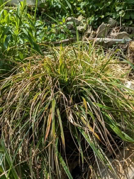 Photo of free Carex grass (Stanton St John OX33)