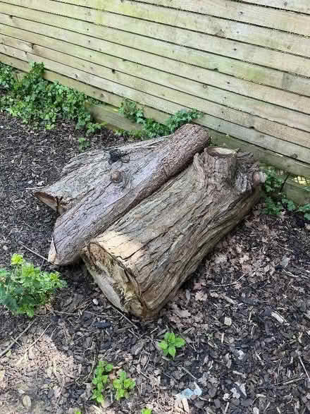 Photo of free Large tree trunk cuttings (3 in total) (Acton W5) #1
