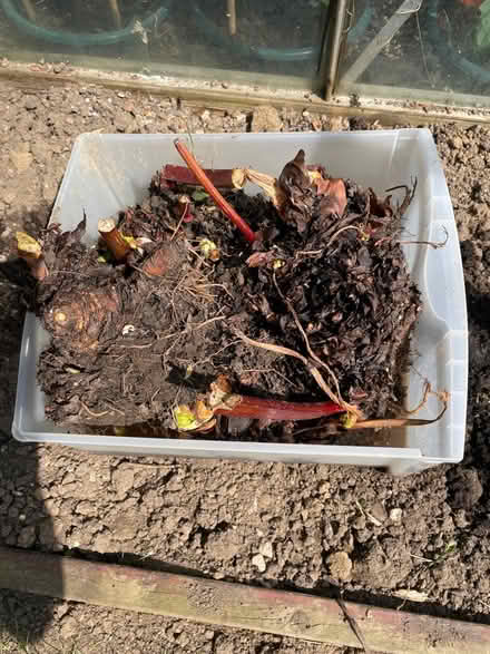 Photo of free 3 x Rhubarb Crowns (Redhill, Surrey RH1 2) #1