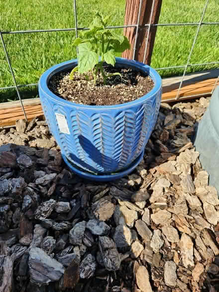 Photo of Planter (Fortuna/Eureka) #1