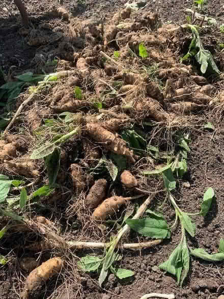 Photo of free Jerusalem Artichokes (AB24) #2
