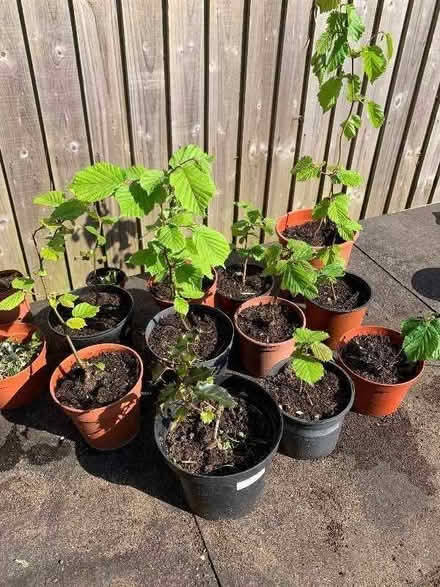 Photo of free Hazel saplings (Longford GL2) #1