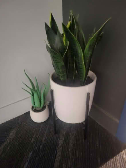 Photo of free Fake decorative plants (North Hollywood Arts District) #1