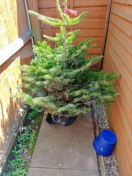 Photo of free 4 feet Nordmann Fir Pot Grown Trees (Coventry CV4 area) #1