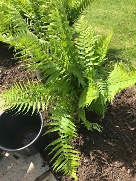 Photo of free Ferns (Kendal LA9) #1