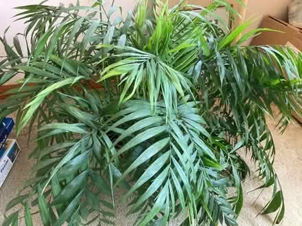 Photo of free Large house plant (Johnby CA11) #1