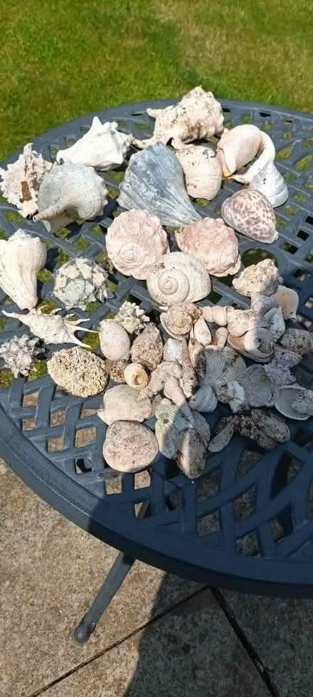 Photo of free Assorted Seashells (Oakwood, Derby) #1