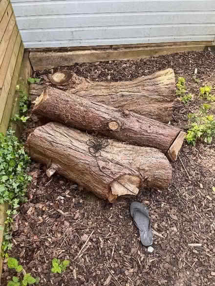 Photo of free Large tree trunk cuttings (3 in total) (Acton W5) #2