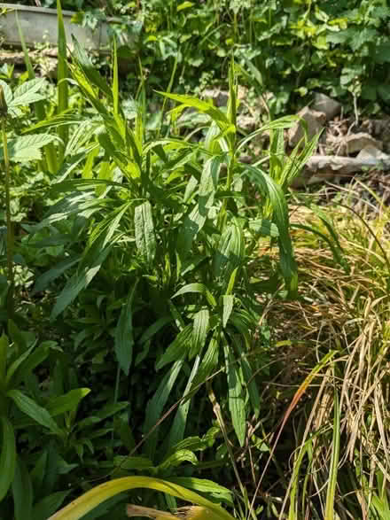 Photo of free Golden rod plants (Stanton St John OX33)