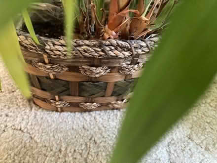 Photo of free Large house plant (Johnby CA11) #2