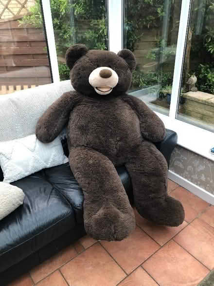 Photo of free Giant Teddy Bear (Scriven HG5) #1