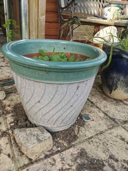 Photo of free Garden plants in pots (Kirby Cross CO13) #2