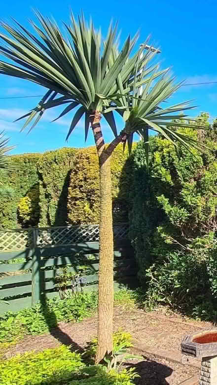 Photo of free 🌴 Cordyline tree - 3.2 metres tall (Moortown LS17) #1
