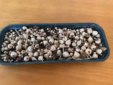 Photo of free Freesia Bulbs (Wallands Park BN7) #1