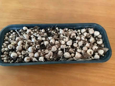 Photo of free Freesia Bulbs (Wallands Park BN7) #1