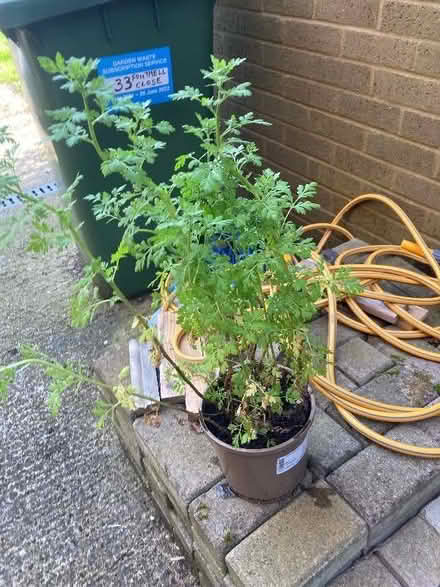 Photo of free Feverfew plants (Bernards Heath AL3) #2