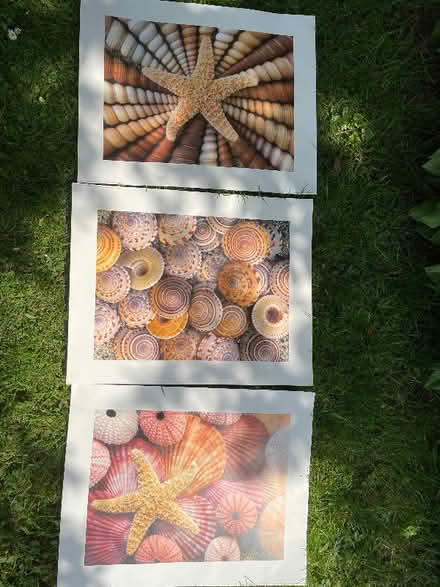 Photo of free A2 shell posters (Leominster HR6) #1