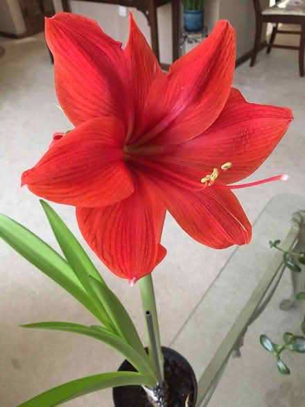Photo of free Two Amaryllis Plant Bulbs (Butler, NJ) #1