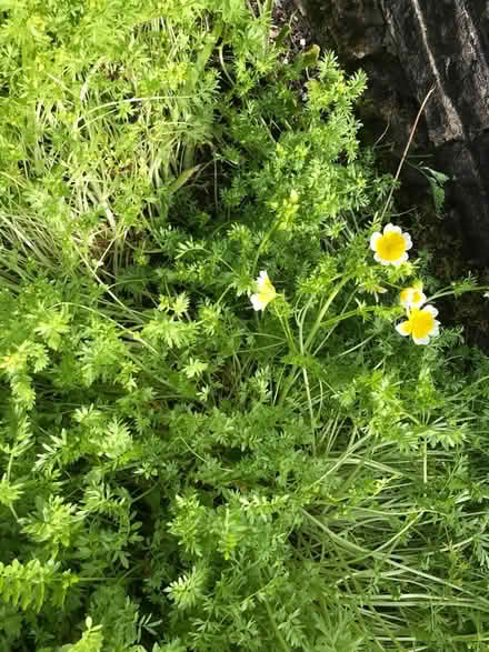 Photo of free Plants (HD7 Marsden) #3