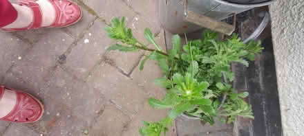 Photo of free Self seeding ox eyed daisies (Crewe, Rope) #1