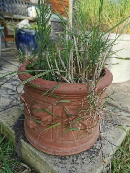 Photo of free Garden plants in pots (Kirby Cross CO13) #1