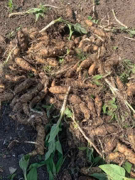 Photo of free Jerusalem Artichokes (AB24) #1