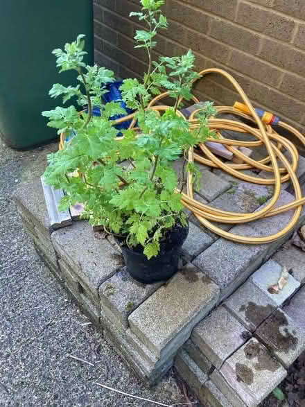 Photo of free Feverfew plants (Bernards Heath AL3) #1