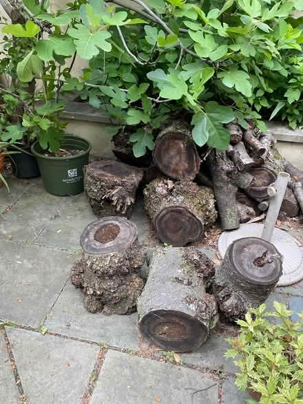 Photo of free Wood logs (Philly Queen village area) #1