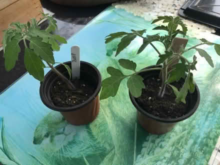 Photo of free Plants (HD7 Marsden) #2