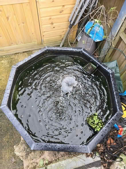 Photo of free Free standing pond incl fish (Park Street, St Albans AL2) #4