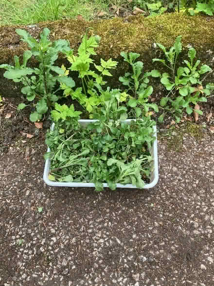 Photo of free Herbs and ox-eye daisies (Kendal LA9) #2