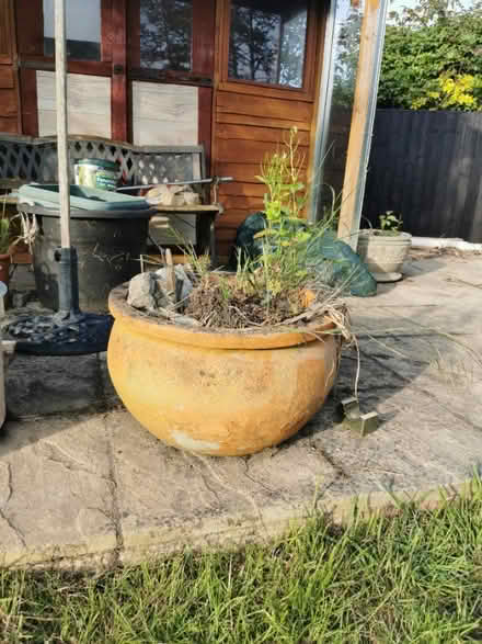 Photo of free Garden plants in pots (Kirby Cross CO13) #4