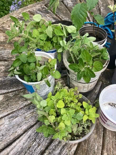 Photo of free Herbs and ox-eye daisies (Kendal LA9) #1