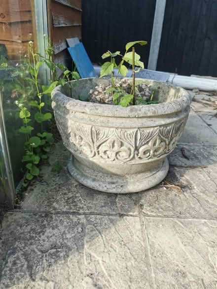 Photo of free Garden plants in pots (Kirby Cross CO13) #3
