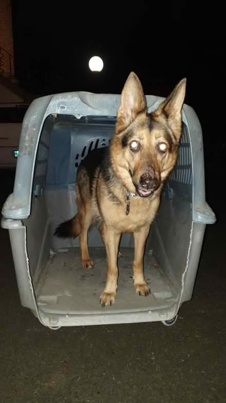 Photo of free Large dog crate (Dublin) #1