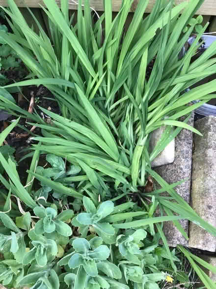 Photo of free Plants (HD7 Marsden) #4