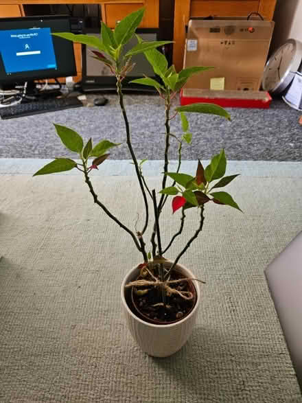Photo of free Poinsettia plant (Baldock SG7) #1