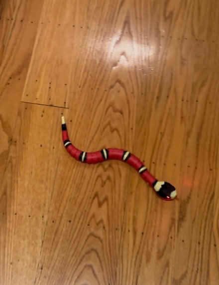 Photo of free Snake toy for cats- rechargeable (Belmont) #1