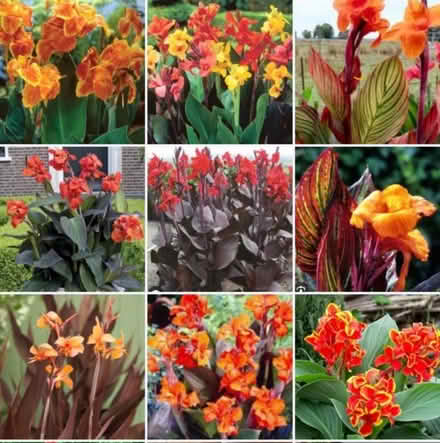 Photo of Canna rhizones (Wallington, SM6) #1