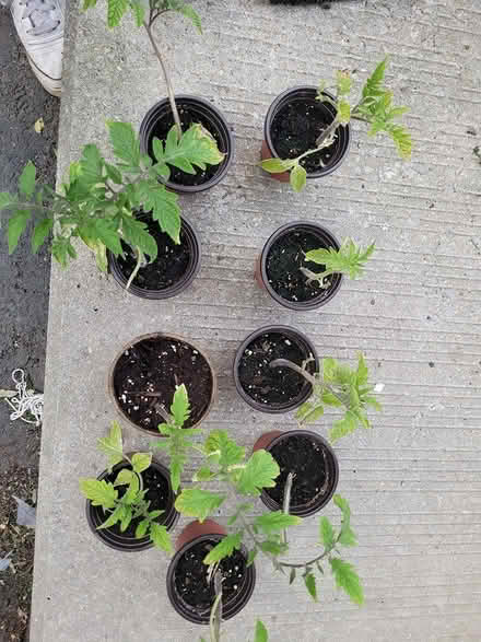 Photo of free Tomato seedlings (Streetsville area) #1