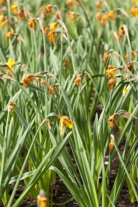 Photo of Recycle Daffodils - don't trash'em (Toronto) #1