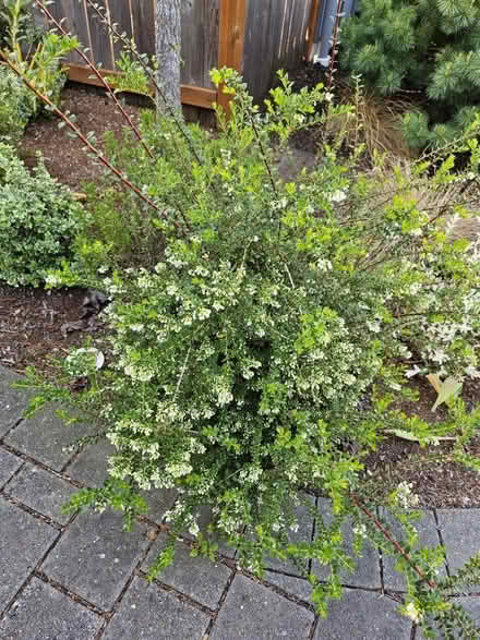 Photo of free Mortella garden shrub (3x) (Matthews Beach) #2