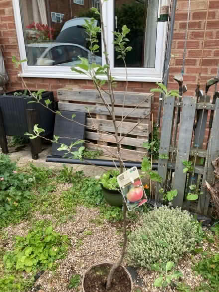 Photo of free Apple tree in a pot (Emscote CV34) #1