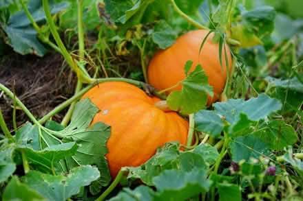Photo of Pumpkin seedlings (Woodley, RG5) #1