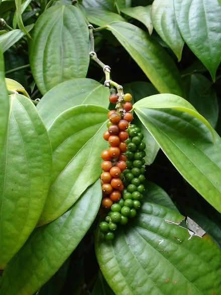 Photo of Piper Nigrum plant/seeds (Bicton Heath SY3) #1