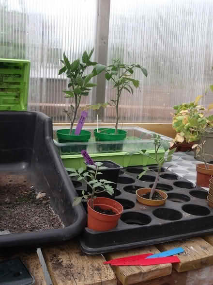 Photo of free Tomato plants (Neston CH64) #2