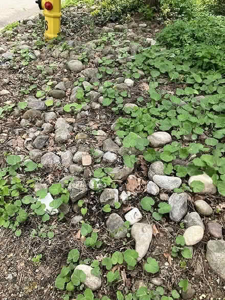 Photo of free Still lots of river rocks (Kitchener, near Victoria Park) #1