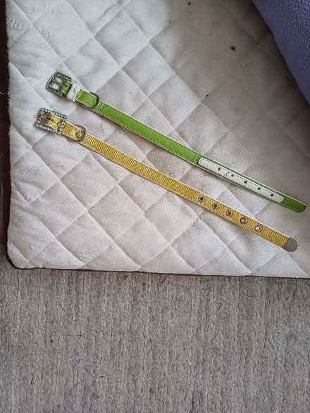 Photo of free Dog collar (Bare LA4) #1