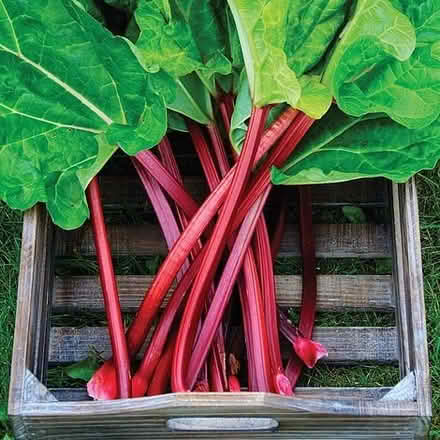 Photo of Rhubarb crown (Bicton Heath SY3) #1