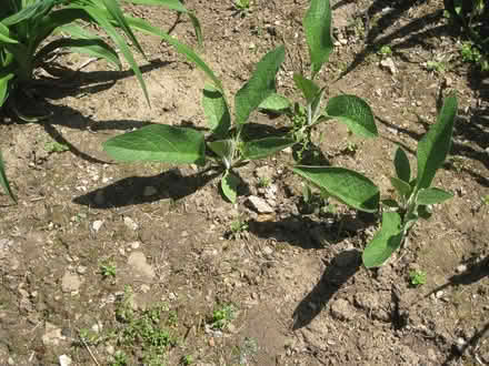 Photo of free Comfrey plants (Bolton, CT) #1